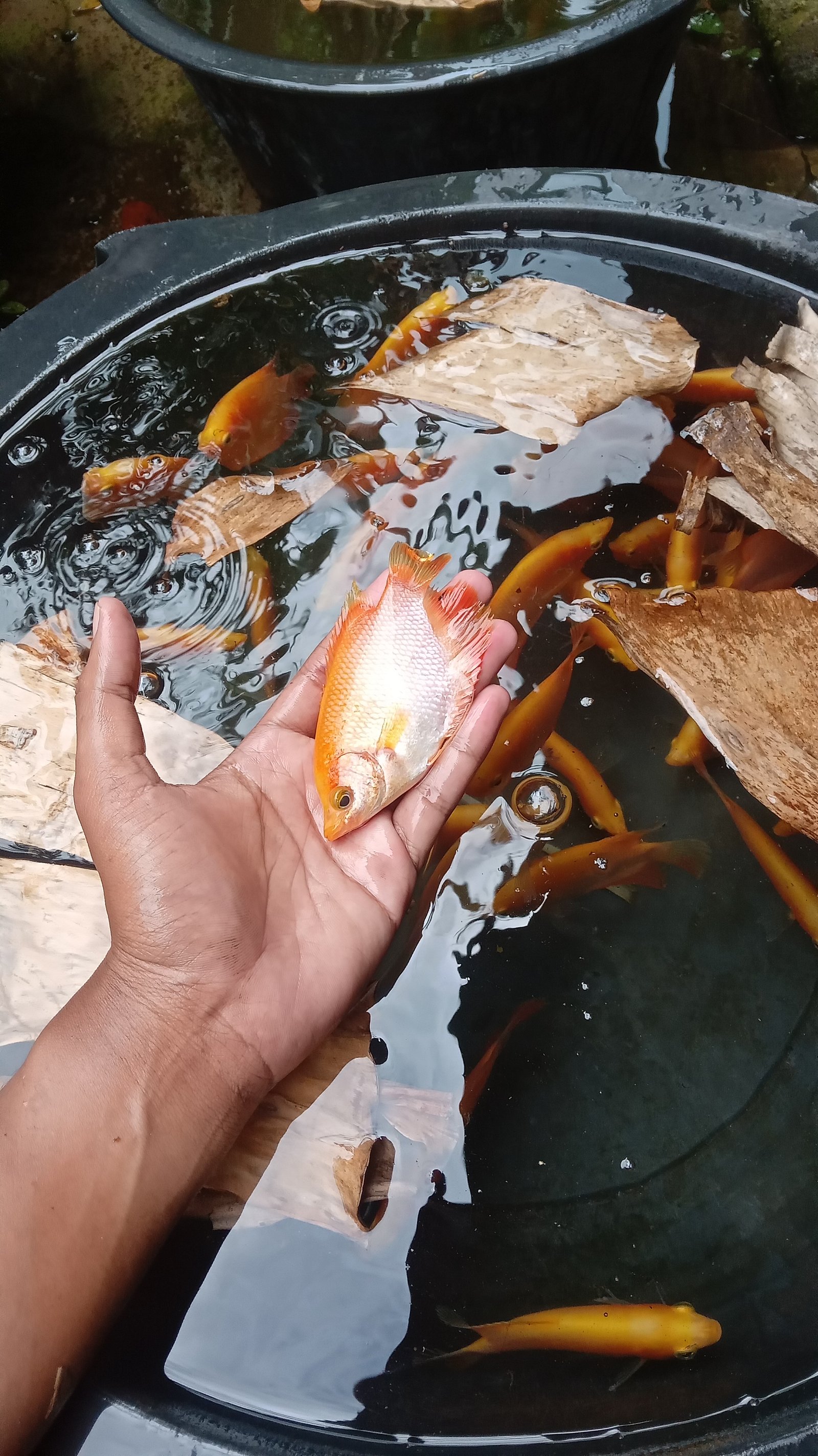 Tentang Banyumili Farm Sejahtera Bibit Gurame Padang Premium