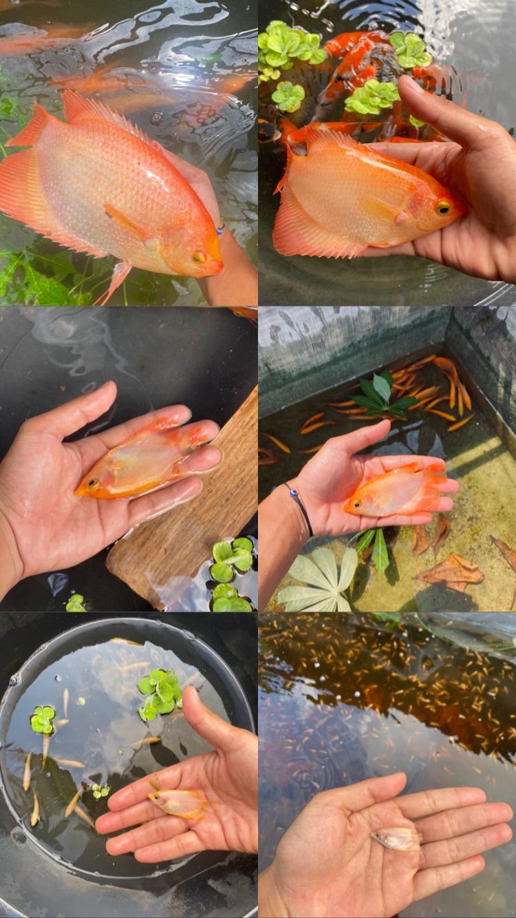 Hari Tua Bahagia Dimulai dari Gurame Padang