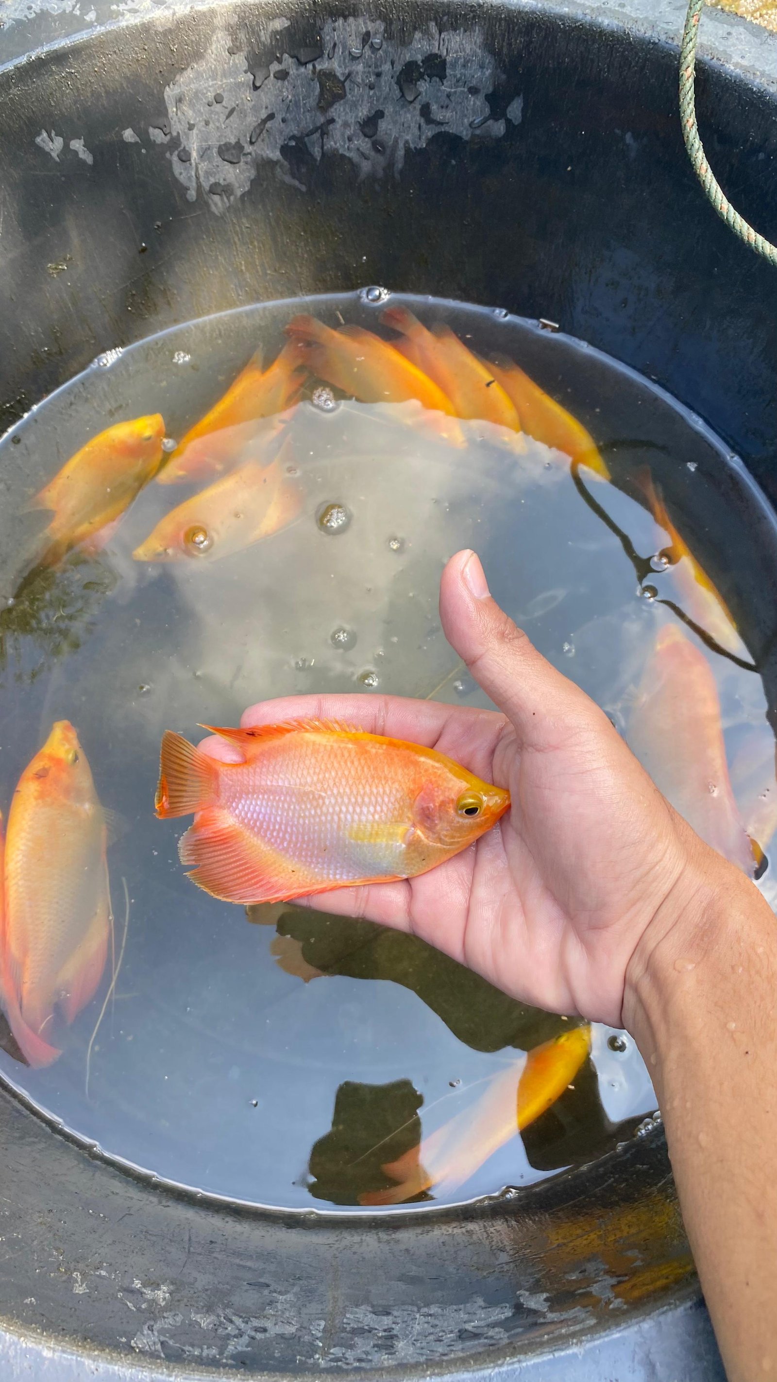 Bibit Kolam Minimalis