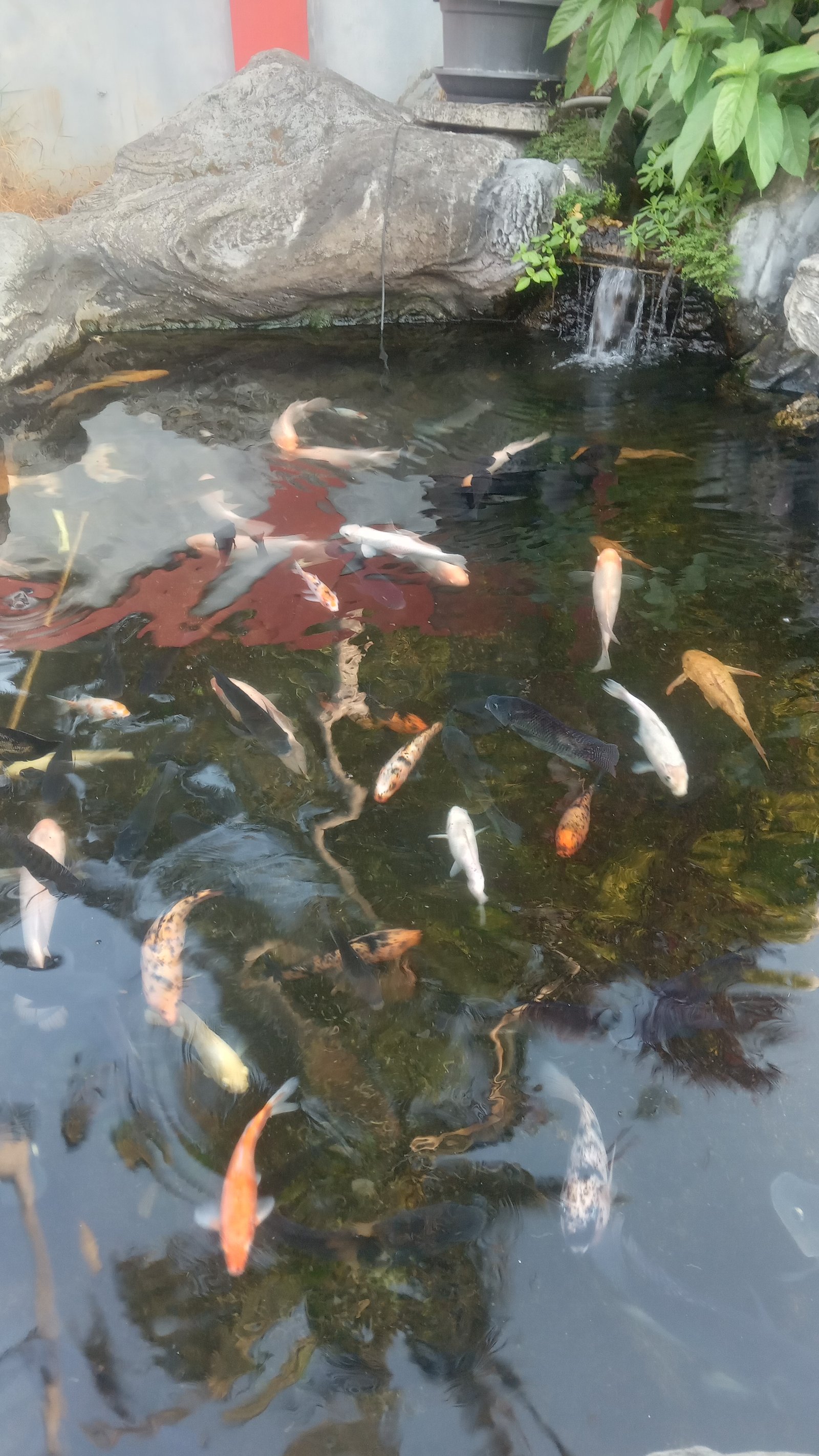 Ikan Berwarna Oranye Ini Bisa Mengubah Tampilan Kolam Rumah. Apa Istimewanya?