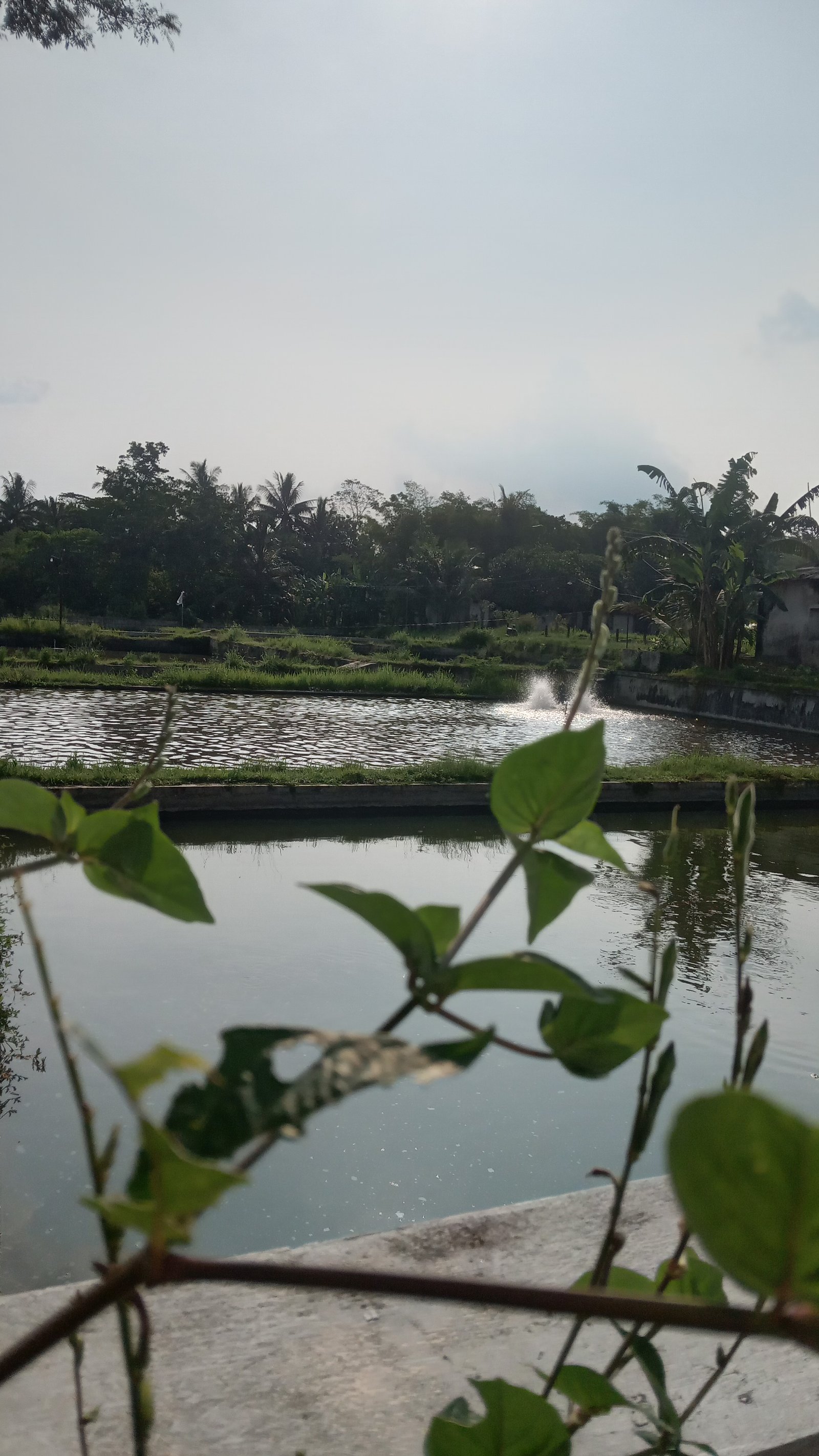 HARI TUA BAHAGIA BERSAMA GURAME PADANG