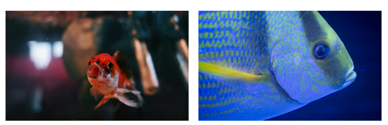 Peluang Usaha Budidaya Gurame yang Menjanjikan