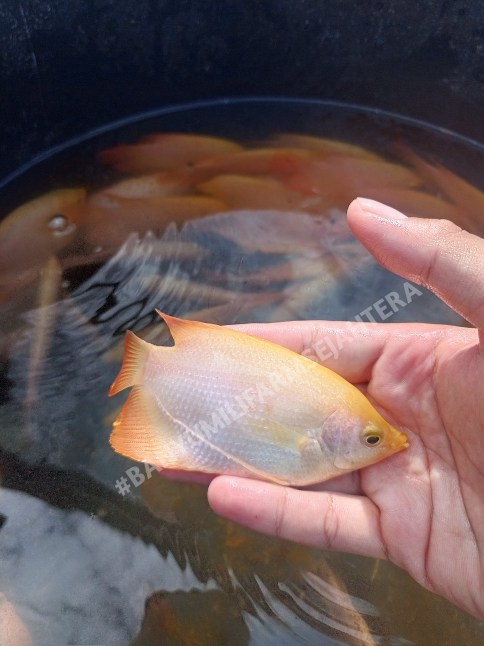 Bibit Gurame Padang Hias Ukuran 2 Jari (9–12 cm)