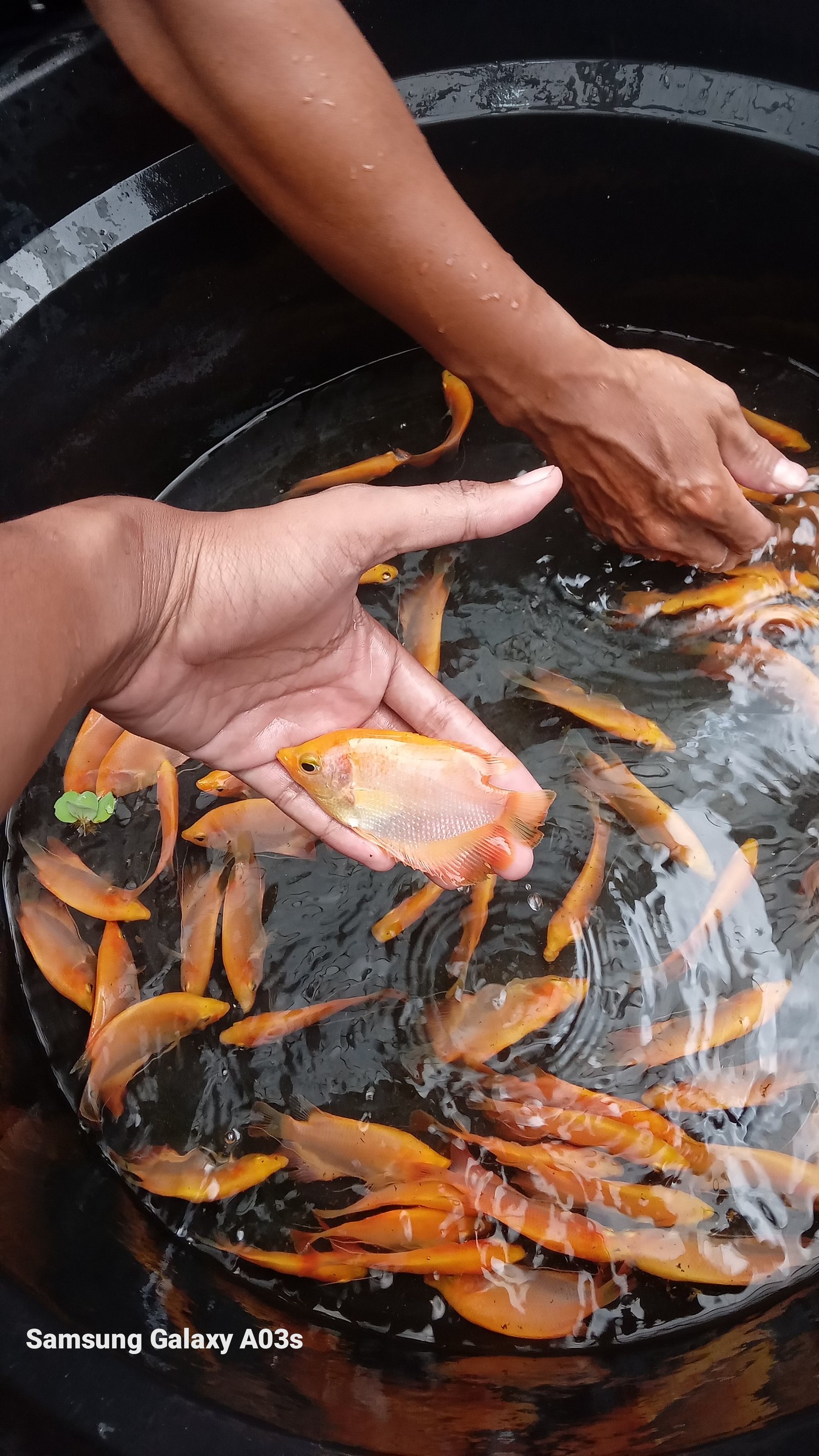 Premium vanilla products