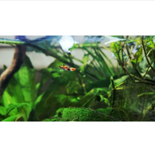 Bibit Gurame Padang 3–5cm