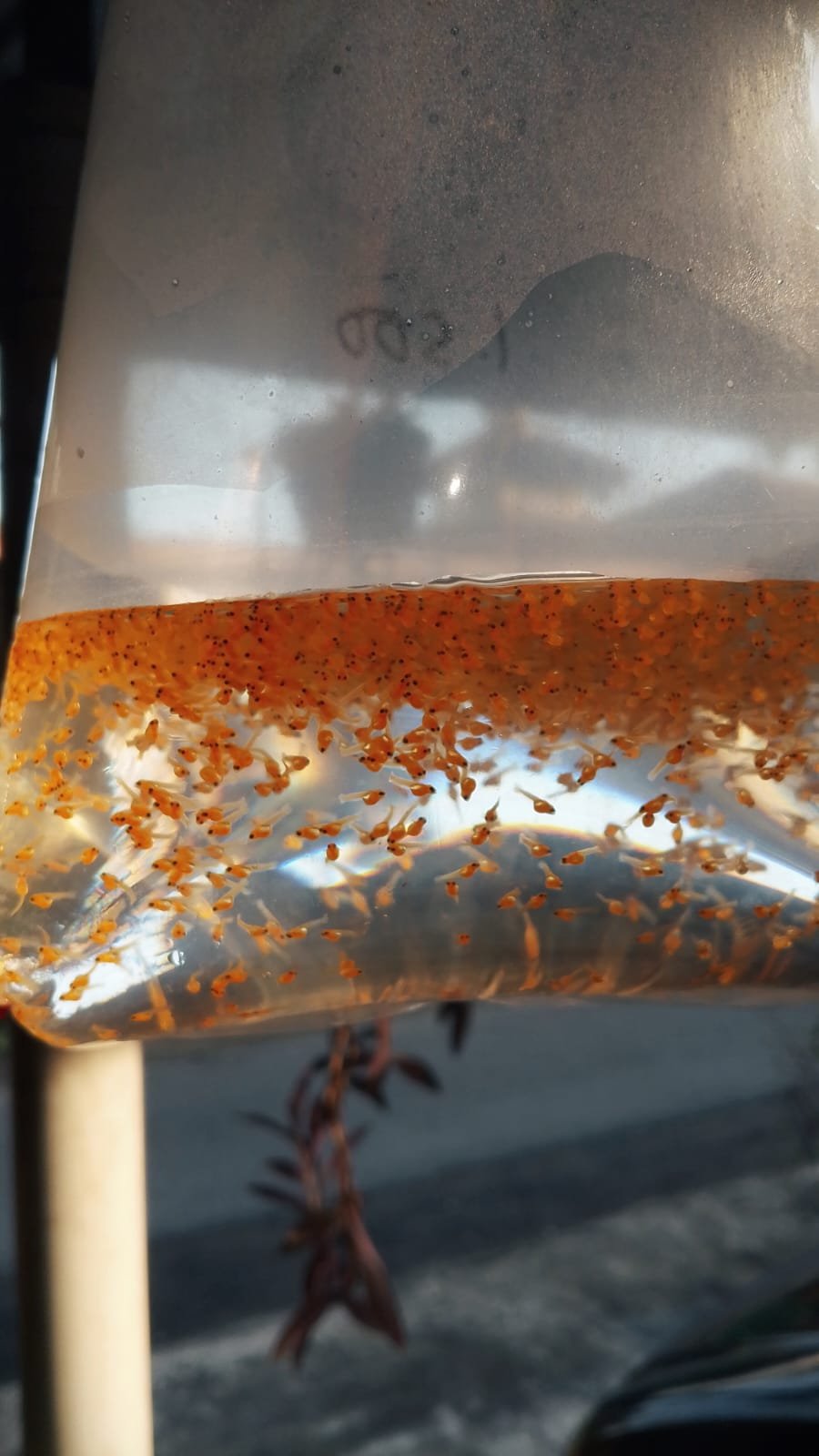 Telur / larva gurame padang