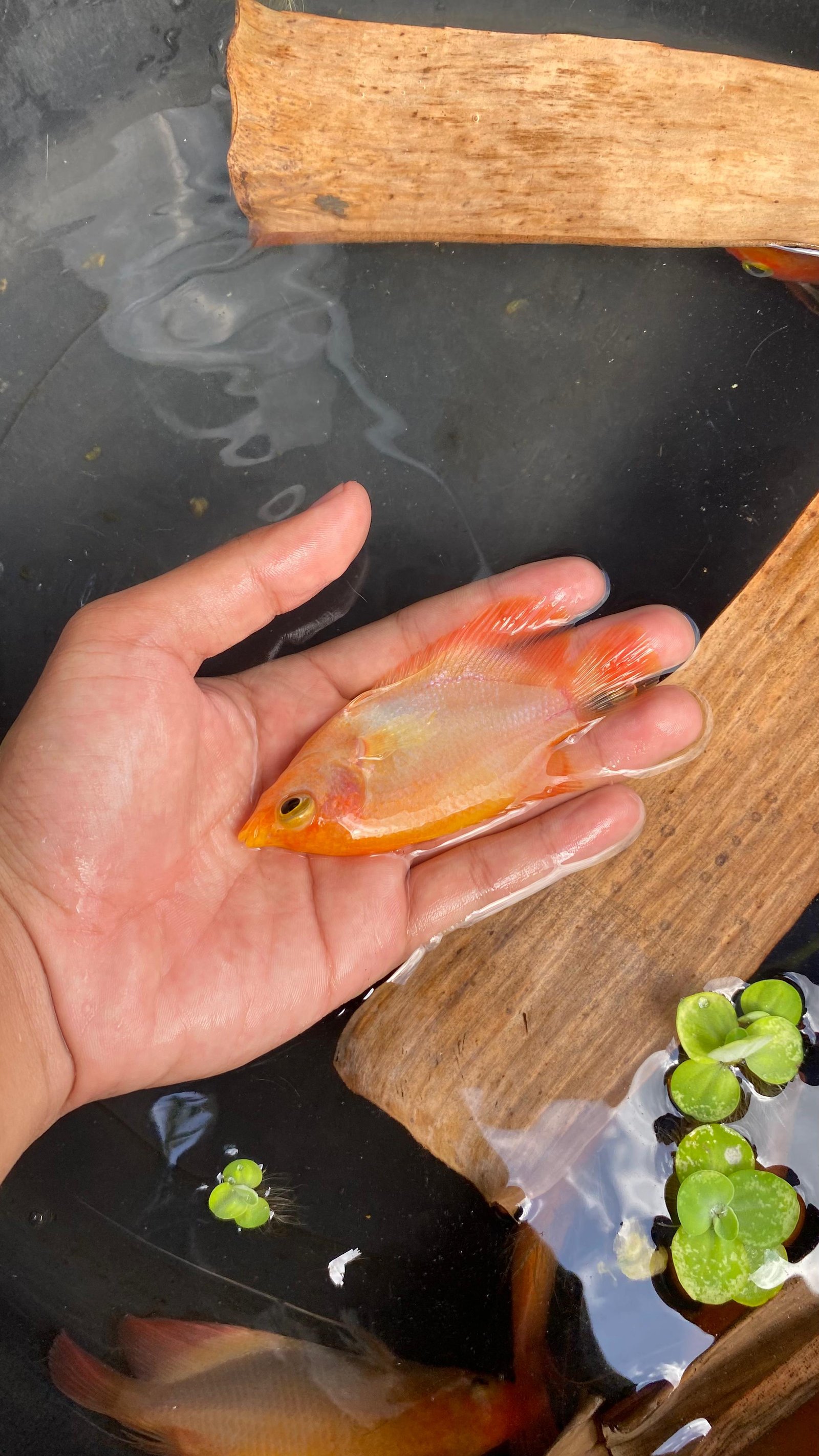 Bibit Gurame Padang Hias Ukuran 2 Jari (9–12 cm)