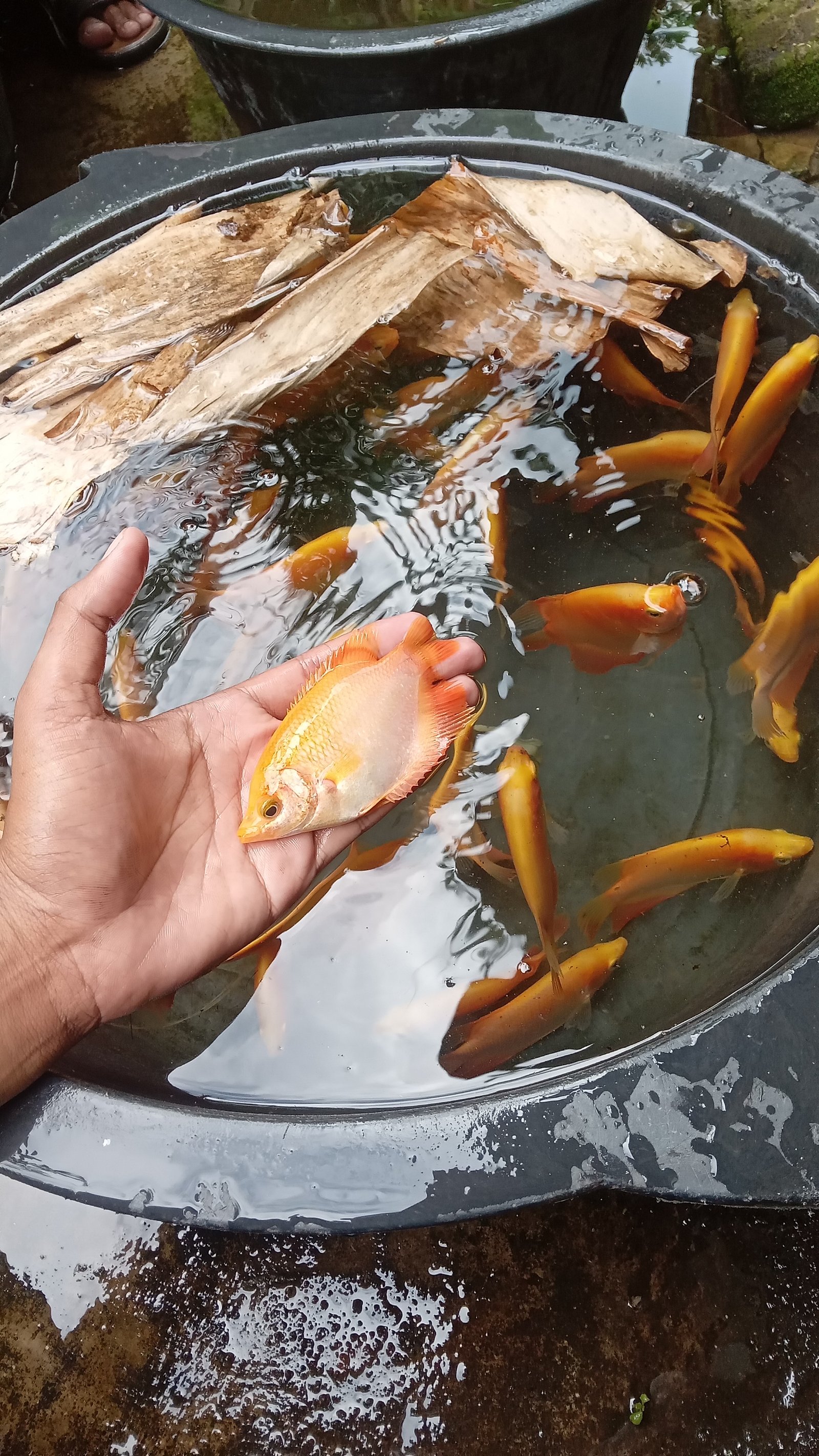 Bibit Gurame Padang Hias Ukuran 2 Jari (9–12 cm)