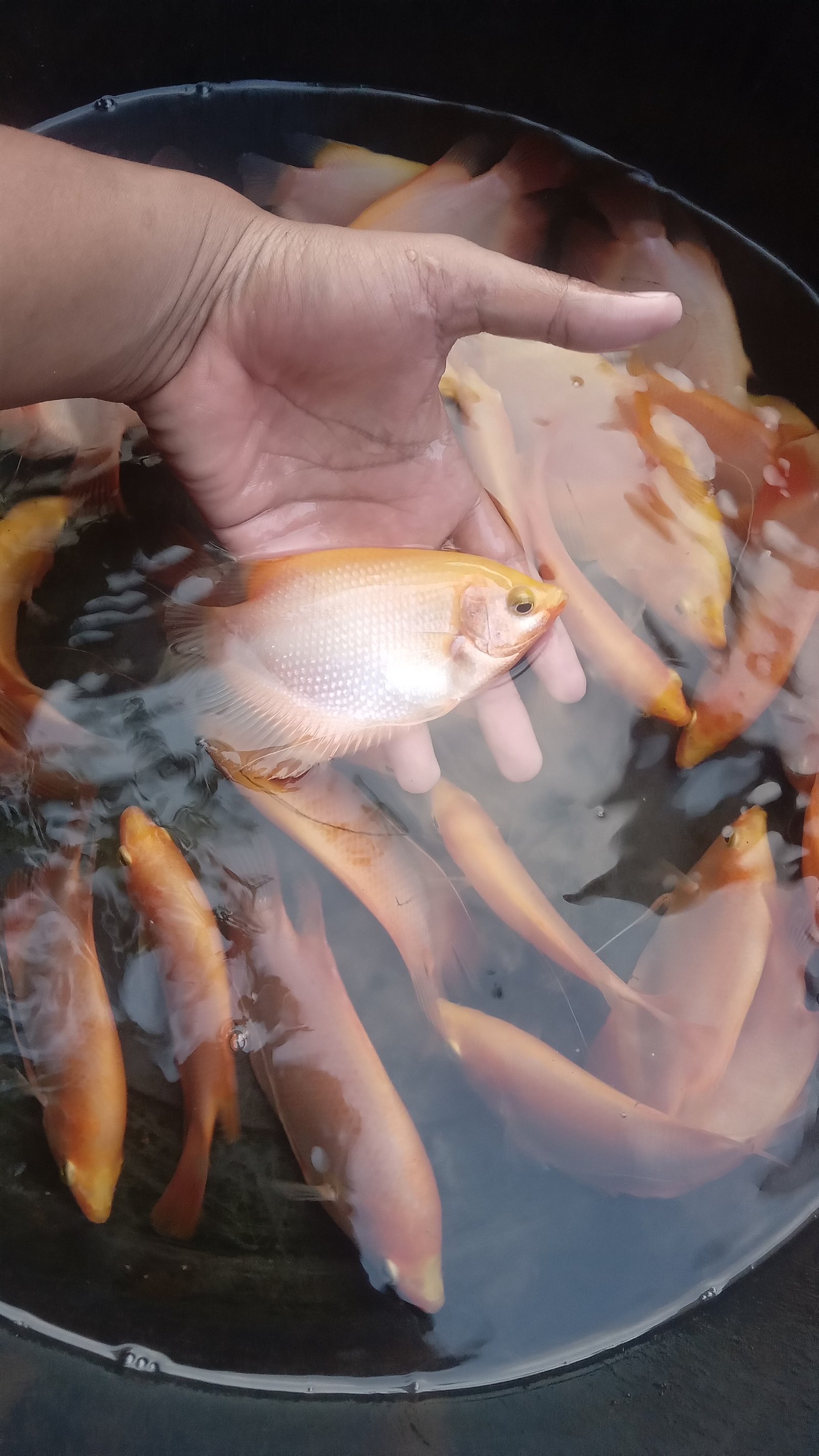 Gurame Padang Hias Ukuran 4 Jari