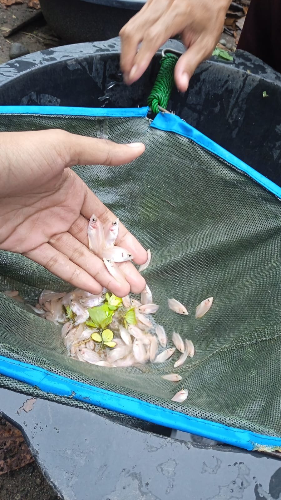 Bibit gurame kuku 46