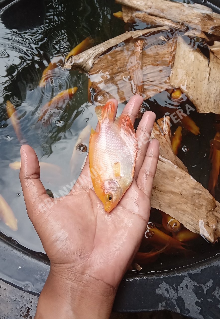 Gurame Padang Hias Oranye Ukuran 2 Jari – Paket 10 Ekor